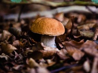 В лесах под Волоколамском нашли гигантские грибы