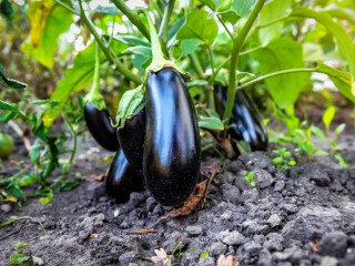 Ошибки, которые могут погубить баклажаны