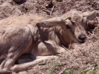 Джейраненок, родившийся в Волоколамске, полюбил прятаться в песке