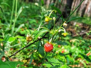 Цена на лесную землянику просто космос, а где можно набрать сладкую ягоду в Раменском бесплатно