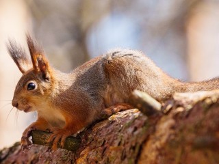 Белкам лыткаринского лесопарка «Волкуша» устроили профессиональную фотосессию