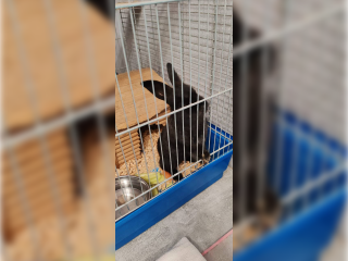 Найденный на парковке у ТЦ в Жуковском домашний кролик Федя обрел новую семью