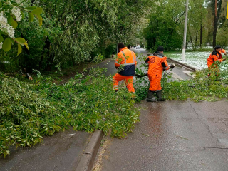 В Королеве вывезли 12 тыс. кубометров древесных отходов с начала года