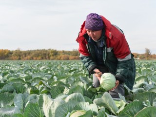 Овощи и яйца дешевеют вторую неделю подряд