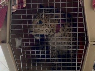 Детеныша леопарда изъяли у любителей диких кошек из Пушкино