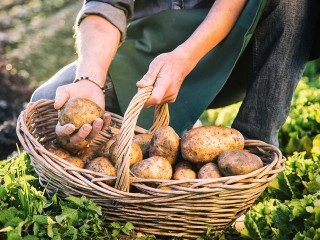 Названы сорта картофеля для посадки в июне и быстрого урожая