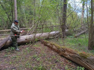 В лесу под Рузой уберут неликвидную древесину