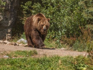 Как остаться в живых при встрече с диким зверем в подмосковном лесу