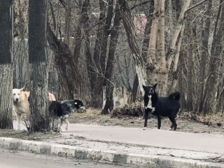 Овчарка умерла после укуса больной бешенством лисы в Кратове