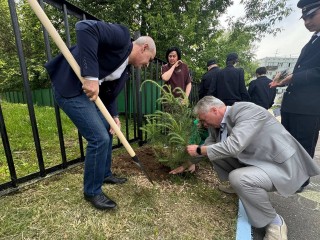 Жители Лыткарина высадили ели в память о погибших бойцах СВО