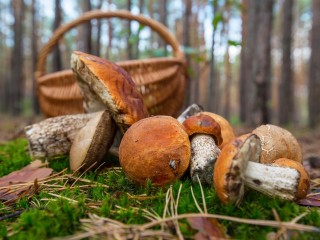 Какие грибы уже можно собирать в лесах Шаховской