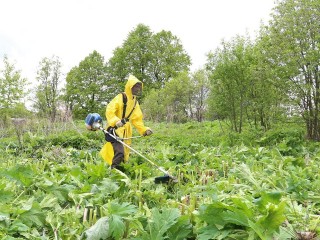 Свыше 200 га земли предстоит обработать в округе Луховицы от борщевика