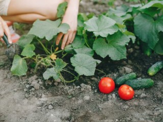 Лунное одобрение: благоприятные дни июля для работы в саду на грядках