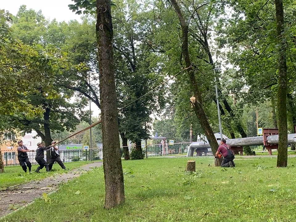 Во Власихе у главной площади высадят молодые деревья на месте теплотрассы