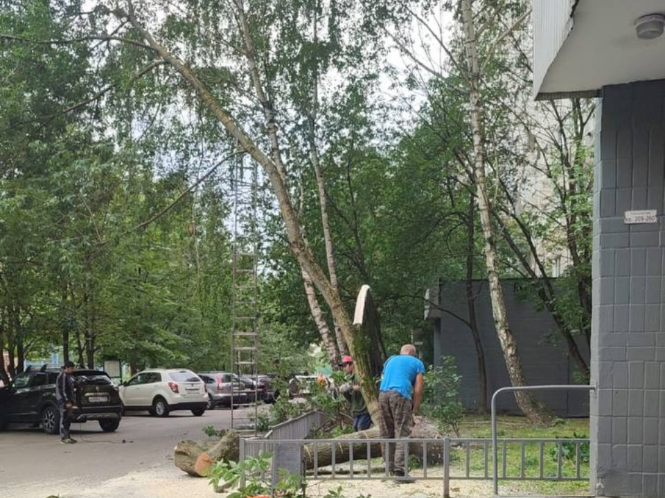Специалисты убирают упавшее дерево во дворе около Ильинского шоссе