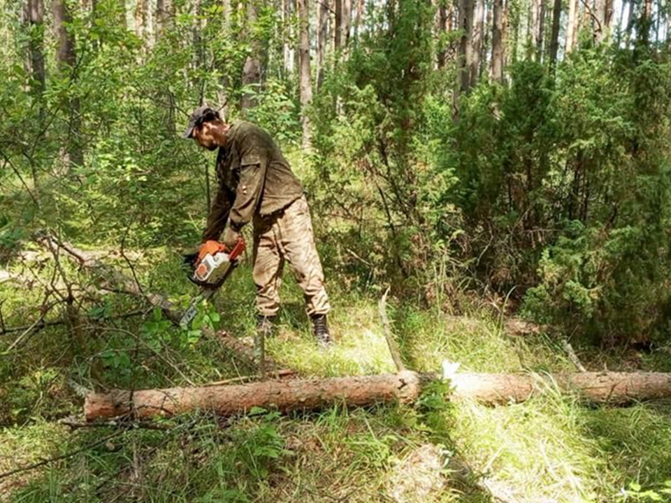 Возле Осанова очистили лес от аварийных деревьев