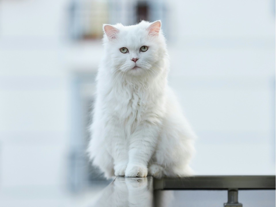 «Она всегда на шлеечке гуляла»: любимую кошку-потеряшку ищет девочка в Бронницах