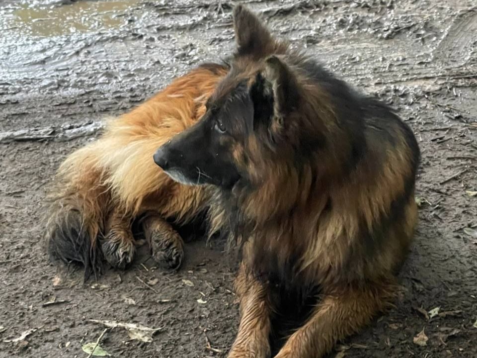 Из-за наделавшей шуму овчарки в Звенигороде пришлось перекрыть ЦКАД