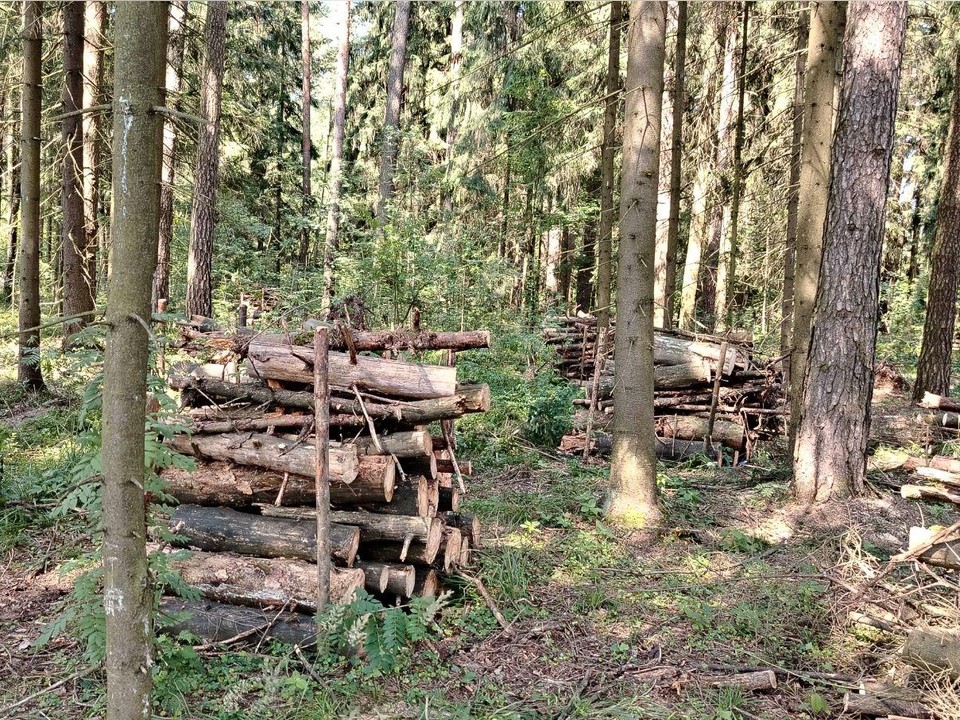 Уборка неликвидной древесины проводится на территории Богородского округа