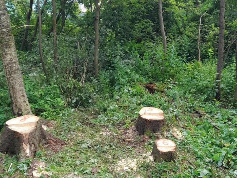В Дмитровском лесничестве с начала года убрали более 100 аварийных деревьев