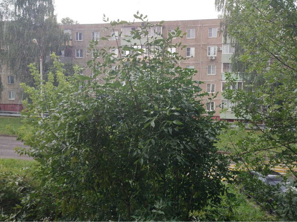 Тропический зной в Подмосковье в эти дни сменится тропическими ливнями