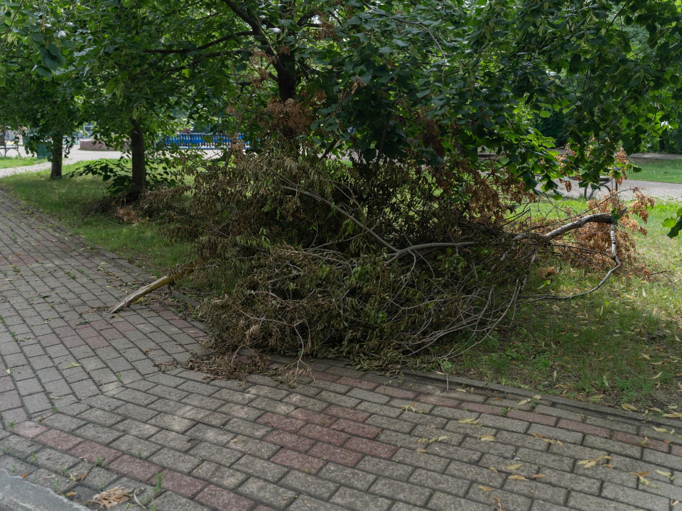 Вывоз упавших деревьев и веток во дворах Жуковского взят на контроль администрации