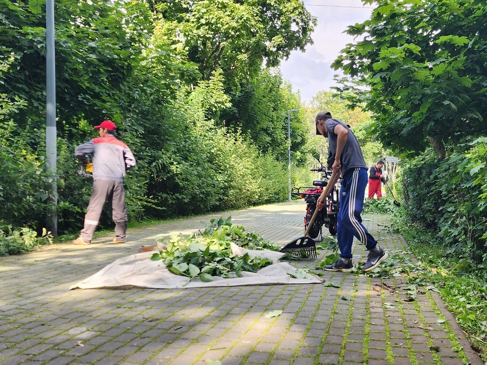 Химки озеленяют: как в городе наводят порядок в парках и скверах