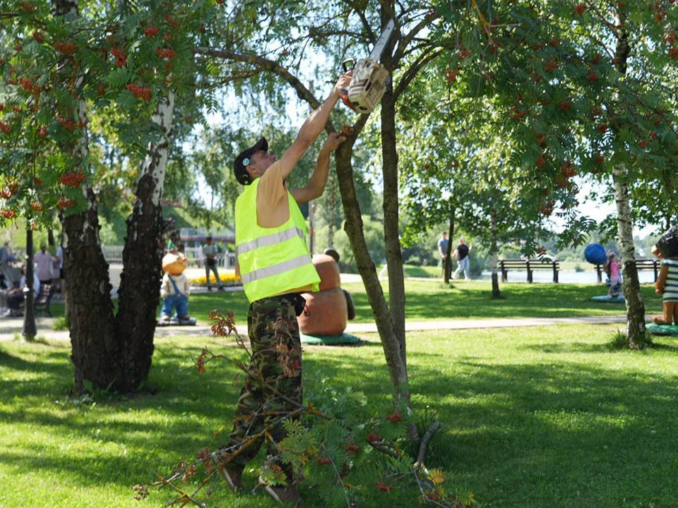 Напротив Вечного огня в Сергиевом Посаде высадят кустарник