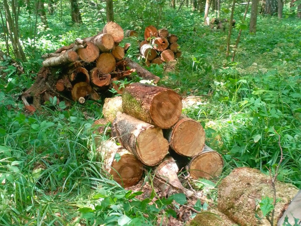 Поврежденные деревья убрали в лесах Раменского