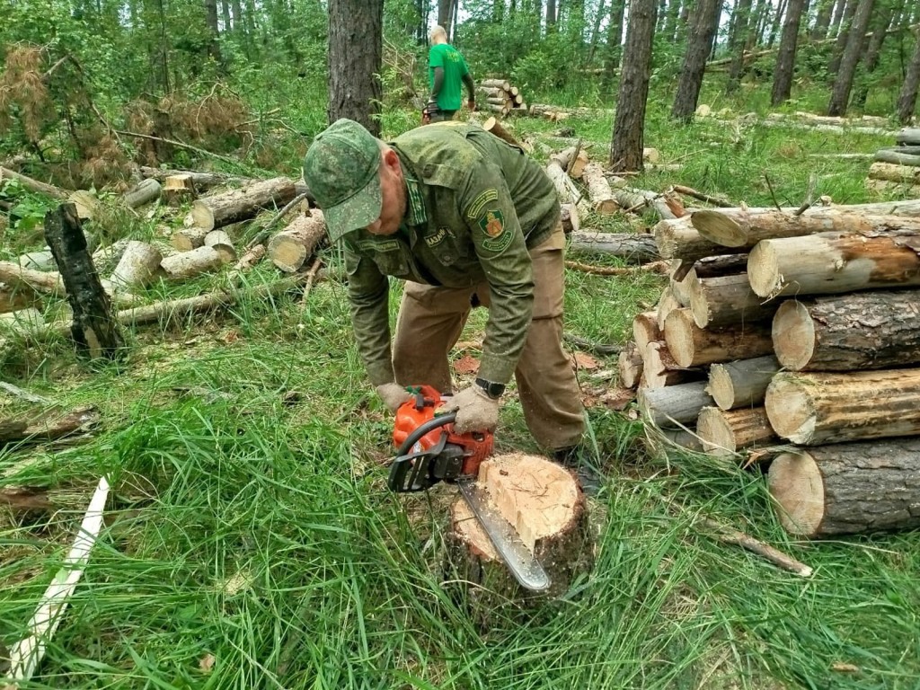 Лесничие убирают неликвидную древесину в Соколовой Пустыни