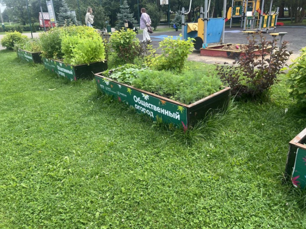 На общественном огороде в парке «Вербилки» проводят мастер-классы для садоводов