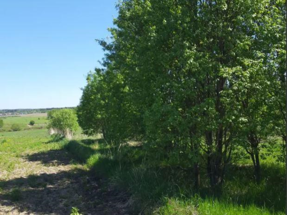 В Можайском округе продан самый бюджетный участок на торгах