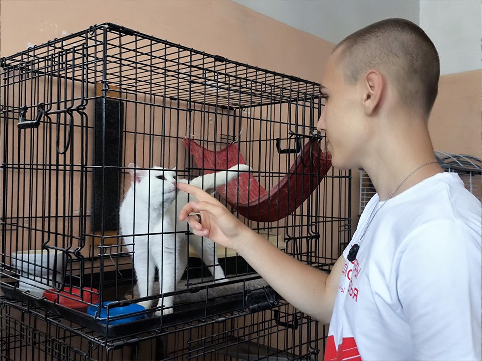 От сердца к лапе: в Ступине можно помочь накормить котиков