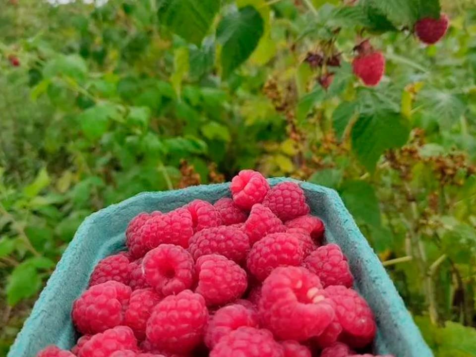 Жителей Солнечногорска пригласили бесплатно отдохнуть на даче и собрать ягоды