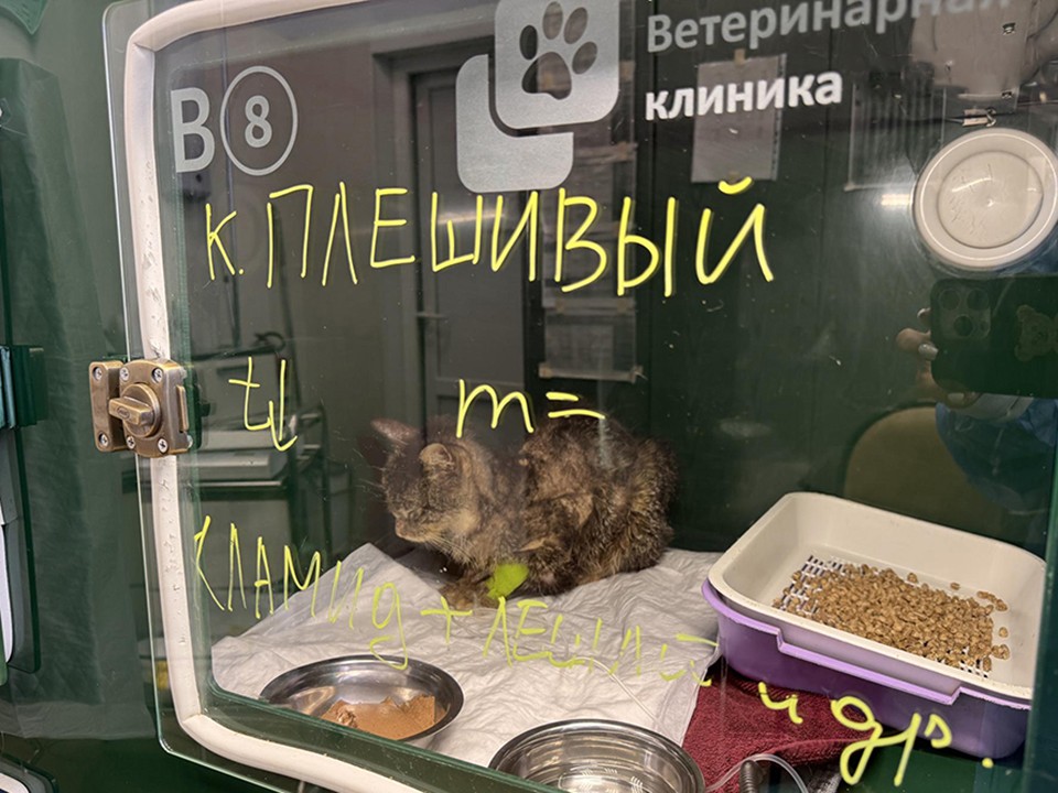 Одинцовские спасатели борются за жизнь кота, который сам пришел к ним за помощью