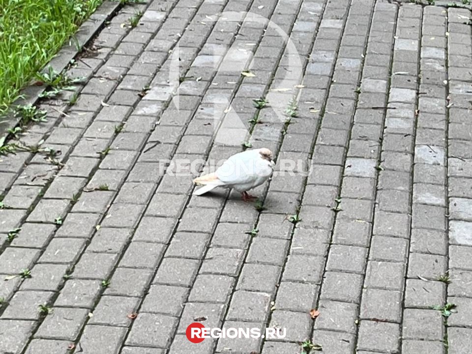 Хозяина породистого голубя разыскивают в Балашихе