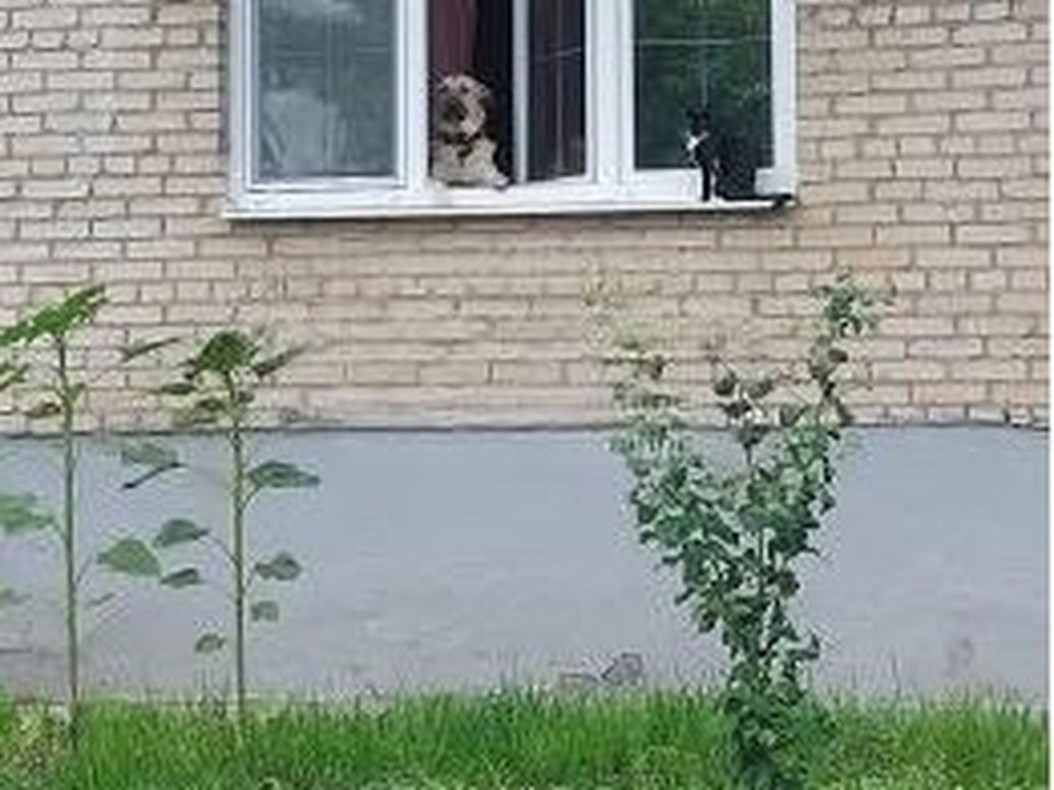 Пушистых охранников заметили в Лыткарине