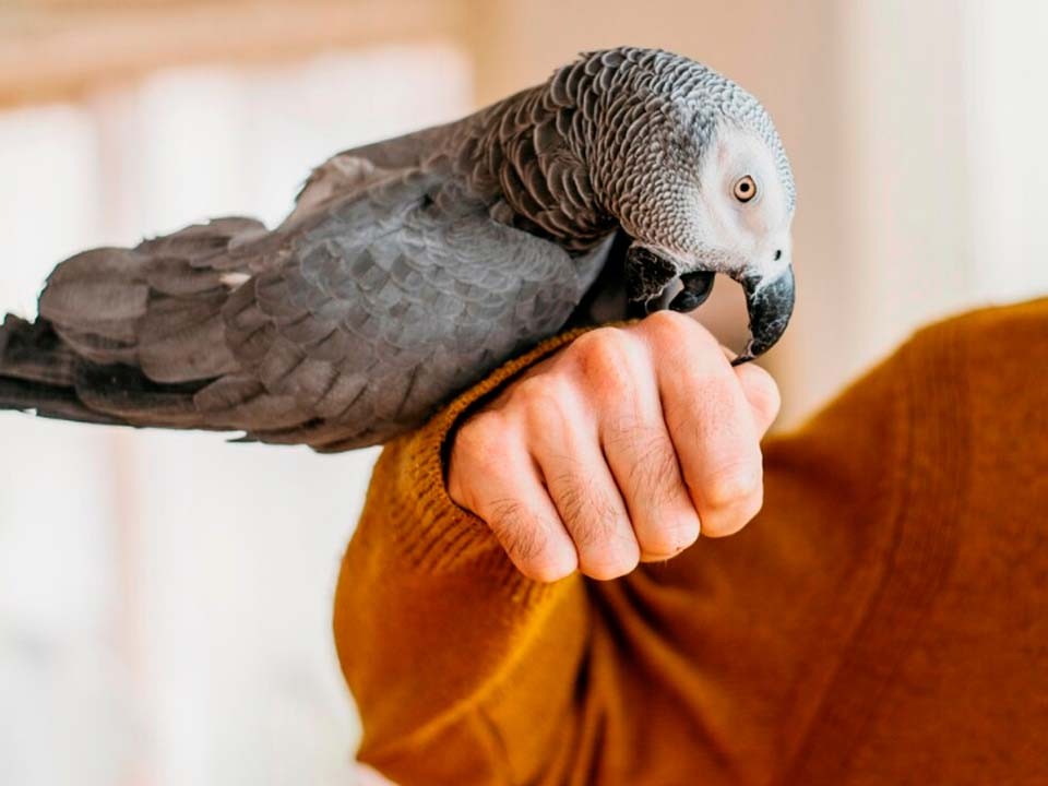 В Солнечногорске ищут улетевшего попугая жако