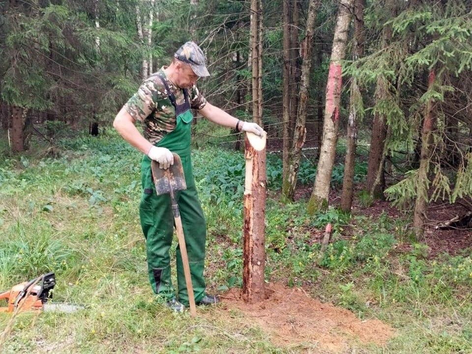 В Богородском округе подготовили лесной участок к санитарной очистке