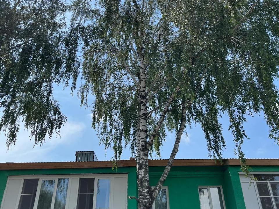 Аварийная береза больше не угрожает жителям Крутого