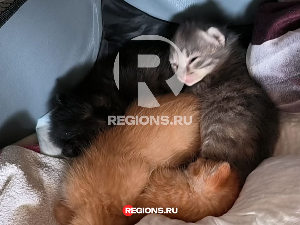 Новорожденных котят, выброшенных в мусорный контейнер, спасли жители Балашихи