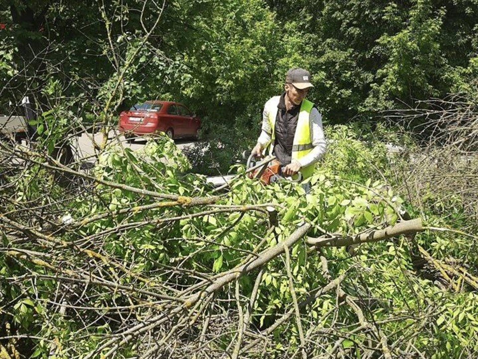 В Истринском округе устранили около 250 аварийных деревьев с начала июня