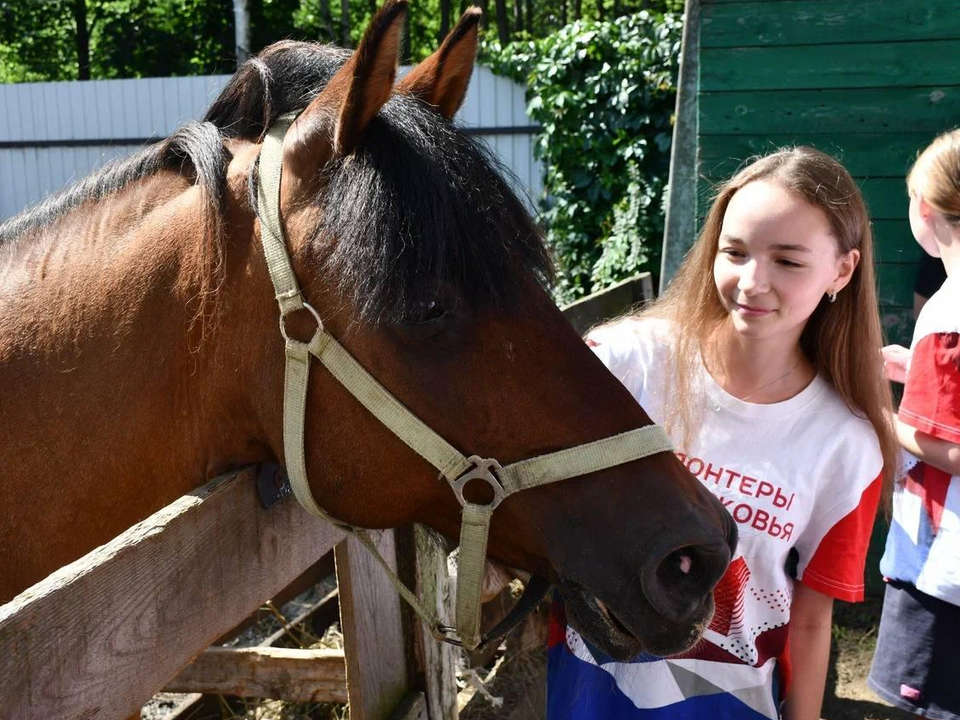 Без крыши, но не без надежды: как волонтеры Жуковского поддерживают бездомных животных