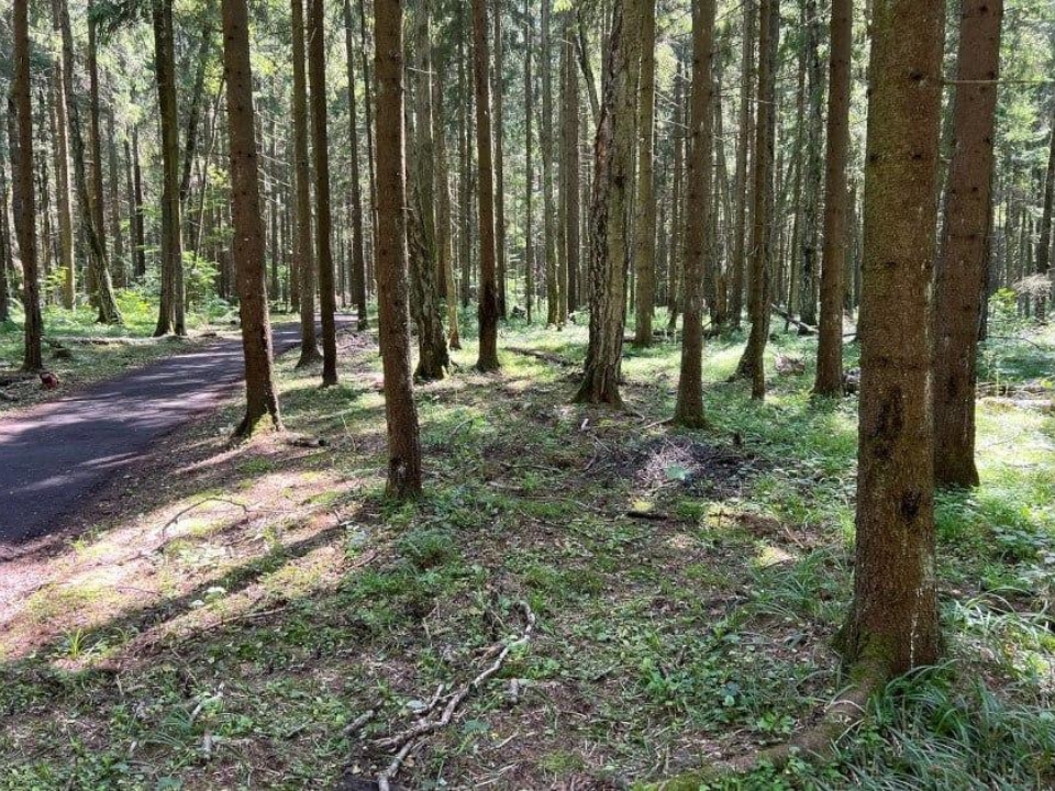 В Подольске очистили леса от сухостойных и поврежденных деревьев