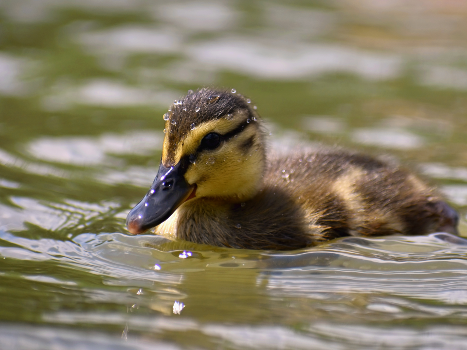 Спасатели вытащили утят из колодца в центре Чехова