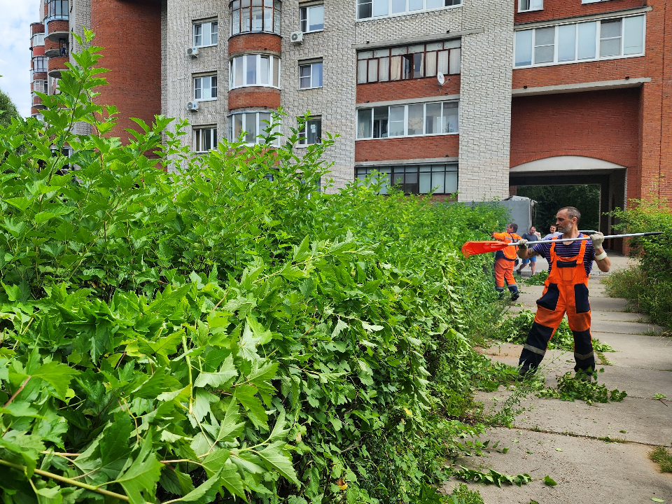В Протвине на улице Ленина кустам придают аккуратную форму