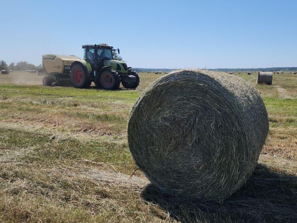 На полях племзавода «Пойма» продолжается заготовка кормов для буренок