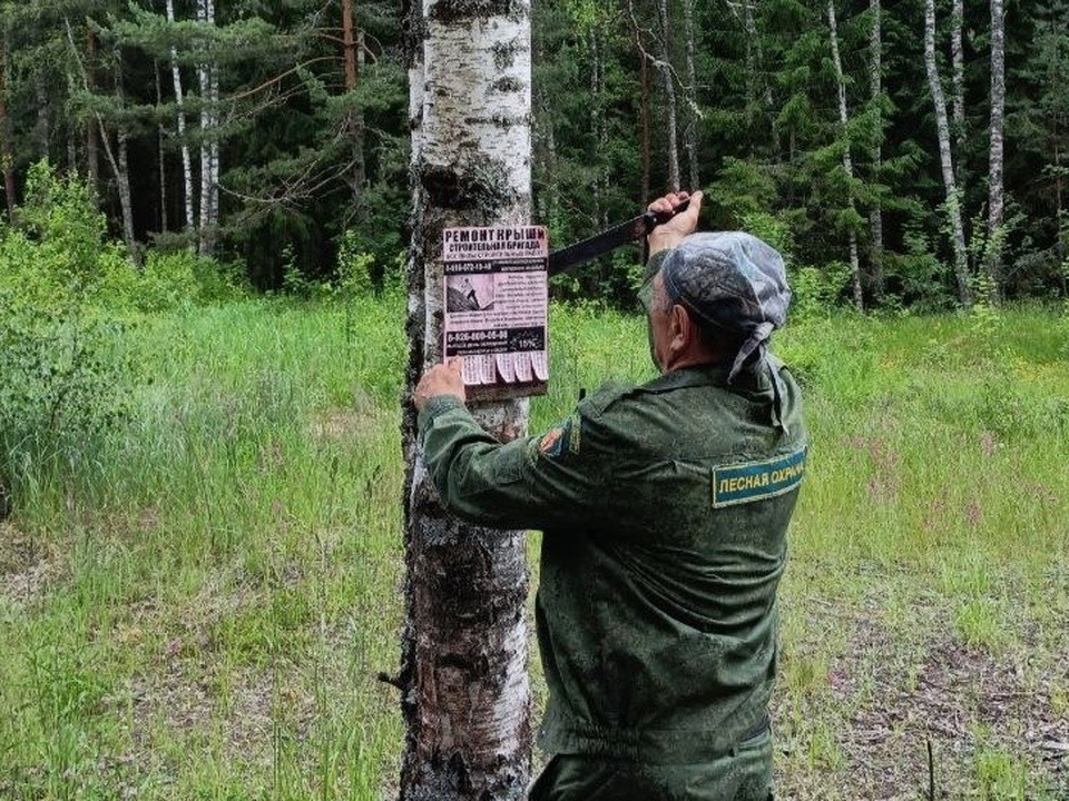 В лесах Орехово-Зуева демонтировали более 600 рекламных табличек