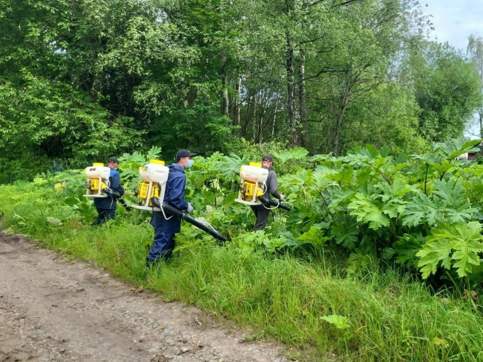 Первый этап борьбы с борщевиком подошел к концу в Истре