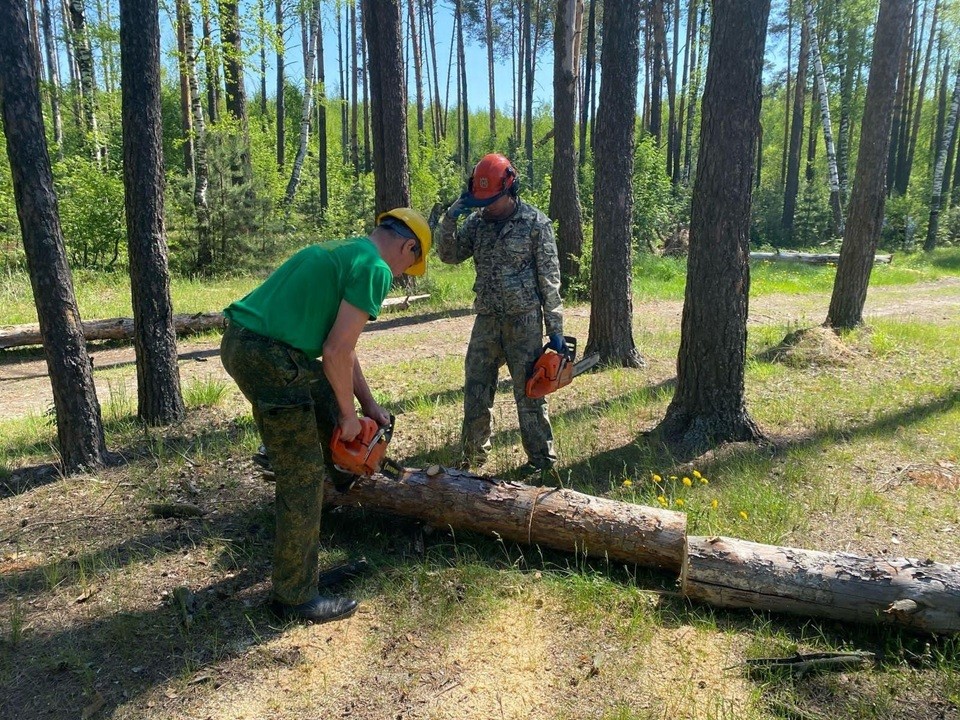 Вблизи Ликино-Дулева провели работы по уборке неликвидной древесины
